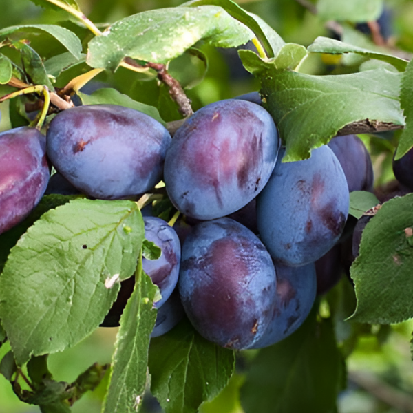 Основное изображение товара