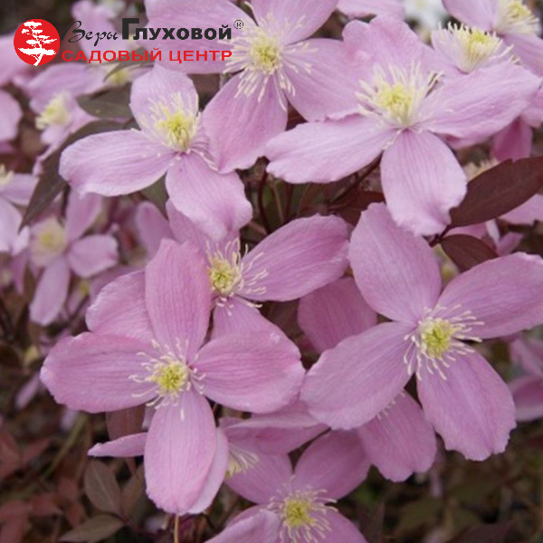 Клематис горный Нью Даун