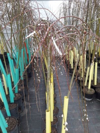 Сезон посадок 2018