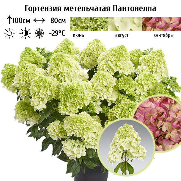 Основное изображение товара