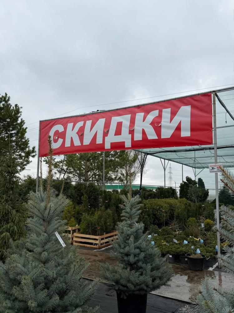 АКЦИЯ: -30% НА ТУИ!