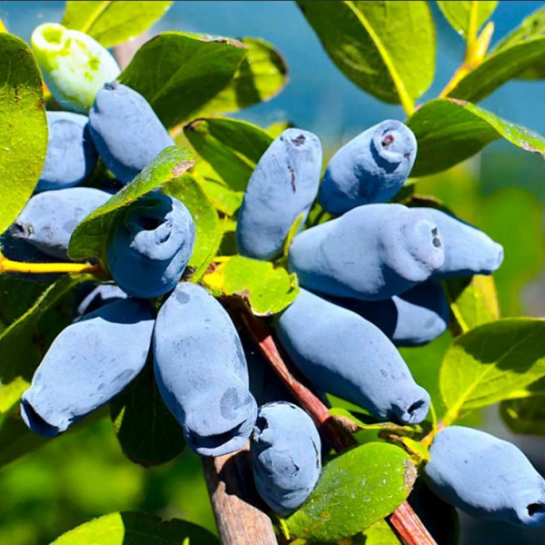 Основное изображение товара