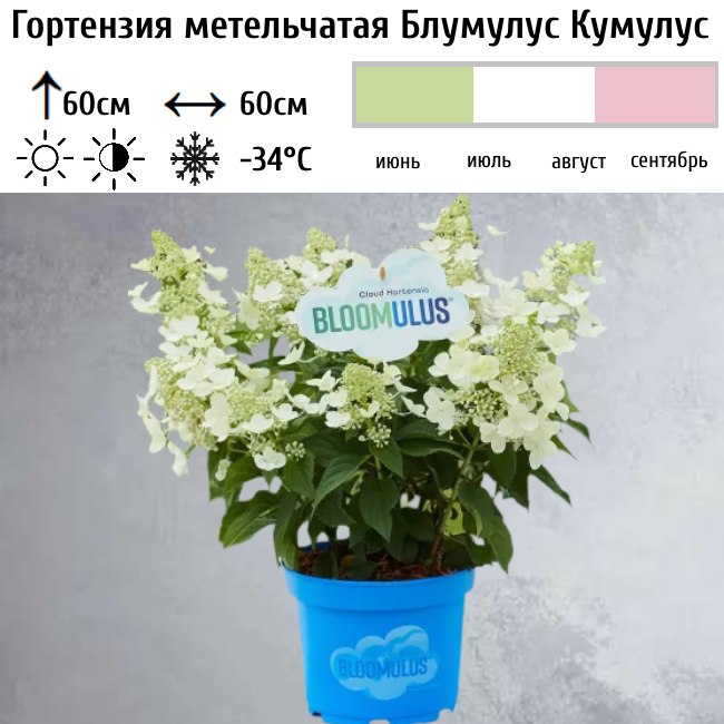 Основное изображение товара