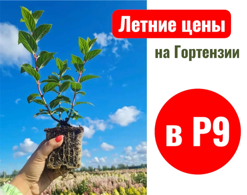 Гортензии в Р9 по новой летней цене!