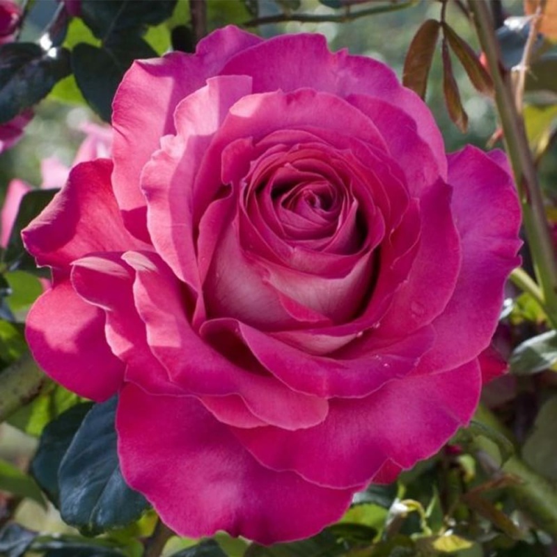 Основное изображение товара