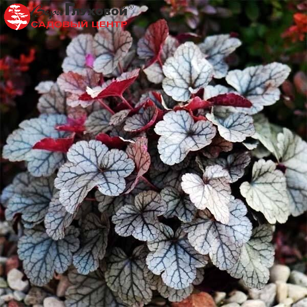 Основное изображение товара