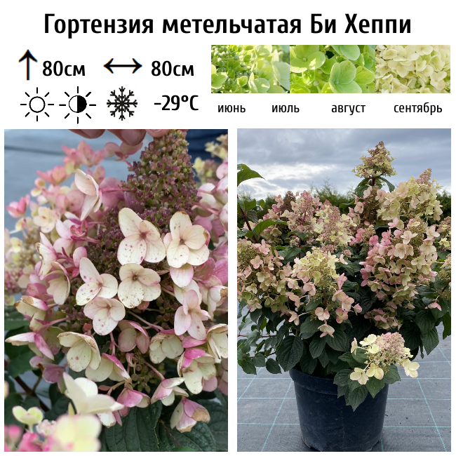 Гортензия метельчатая Би Хеппи