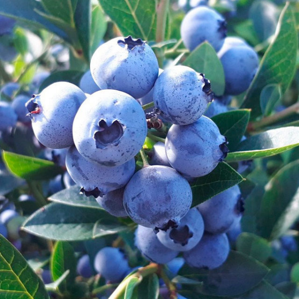 Основное изображение товара