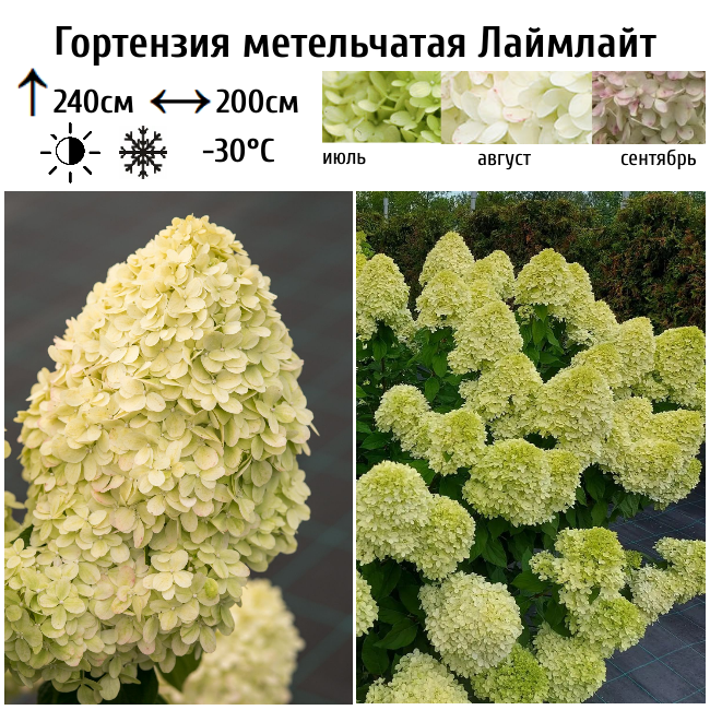 Основное изображение товара