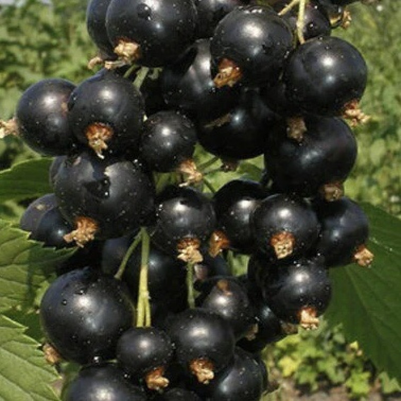 Рисунок 246.jpg