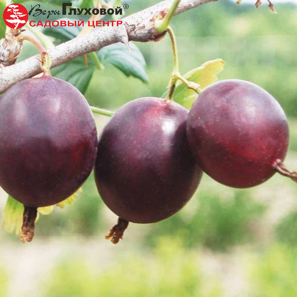 Основное изображение товара