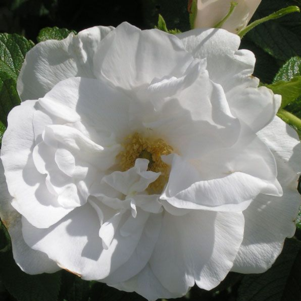 Роза Ругоза Blanc Double de Courbert