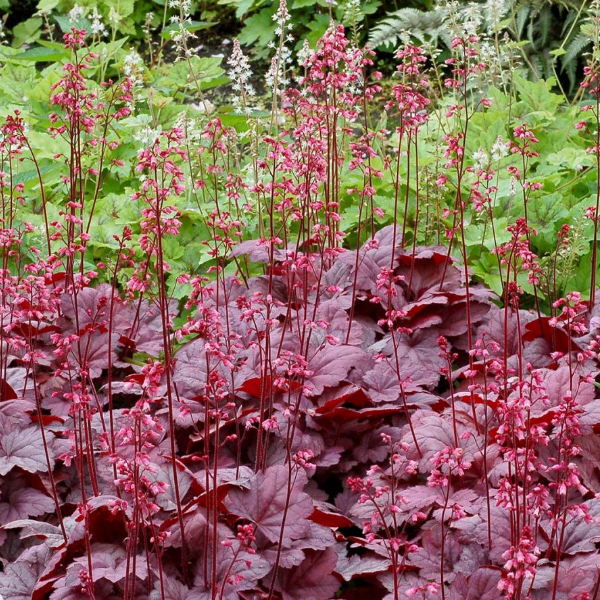 Основное изображение товара