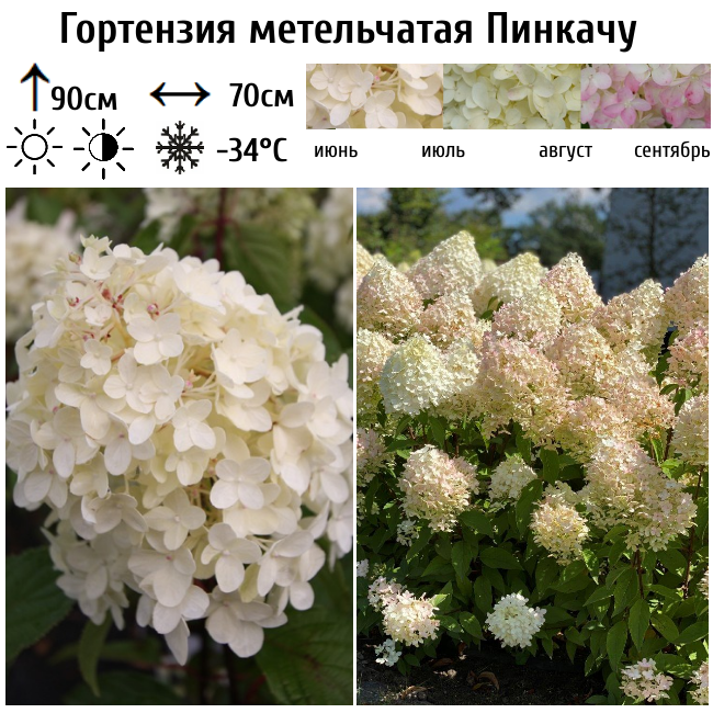 Гортензия метельчатая Пинкачу