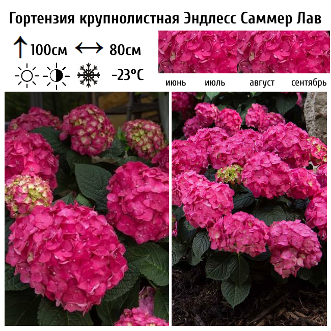 Гортензия крупнолистная Эндлесс Саммер Саммер Лав