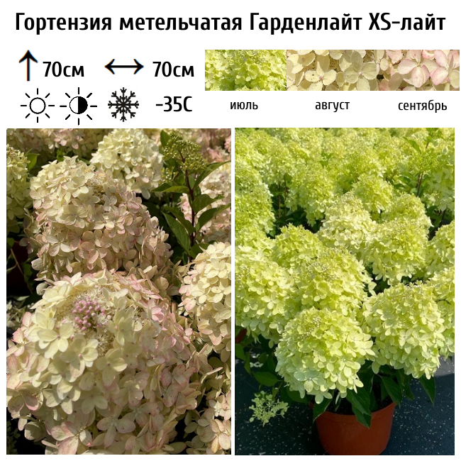 Основное изображение товара