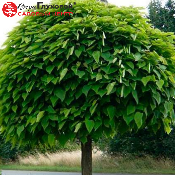 Основное изображение товара