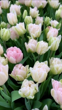 Тюльпаны поступили в продажу