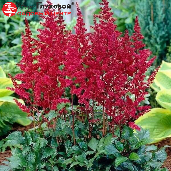 Основное изображение товара