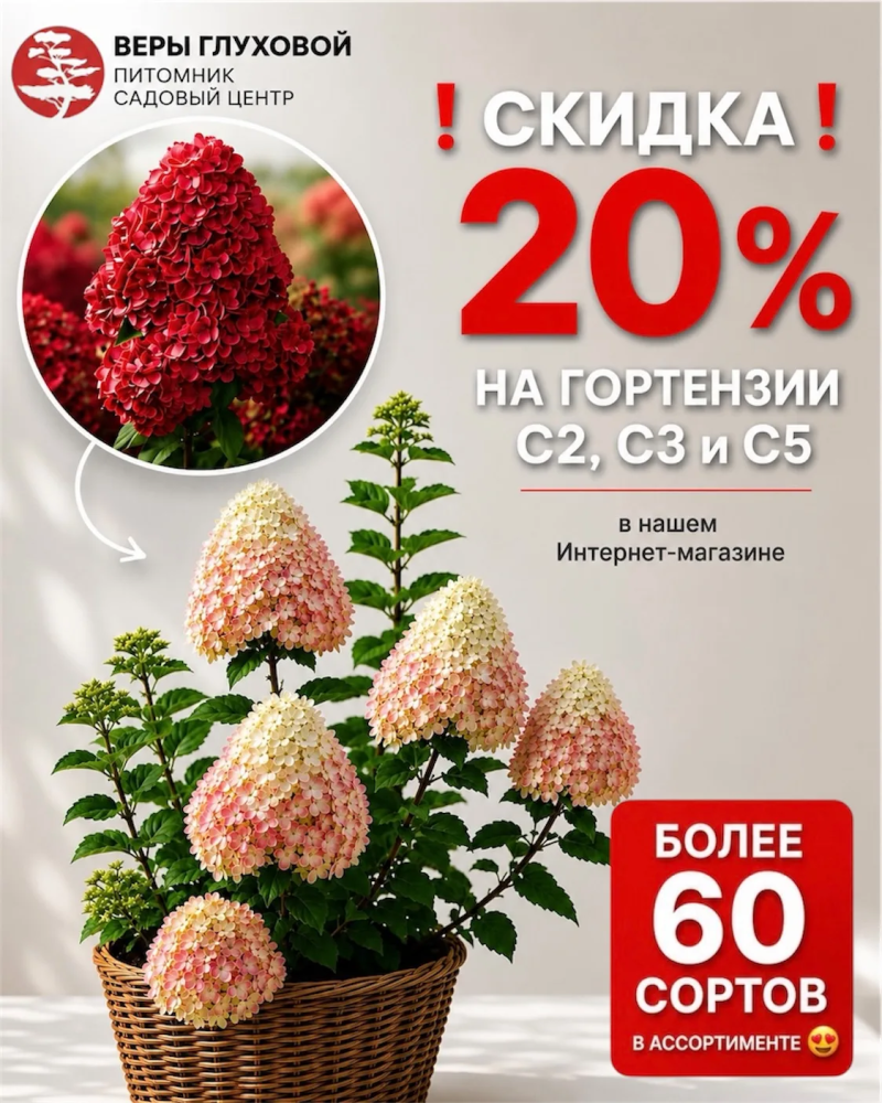 Время любимых гортензий!