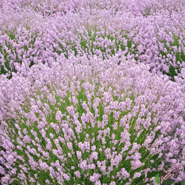 Основное изображение товара