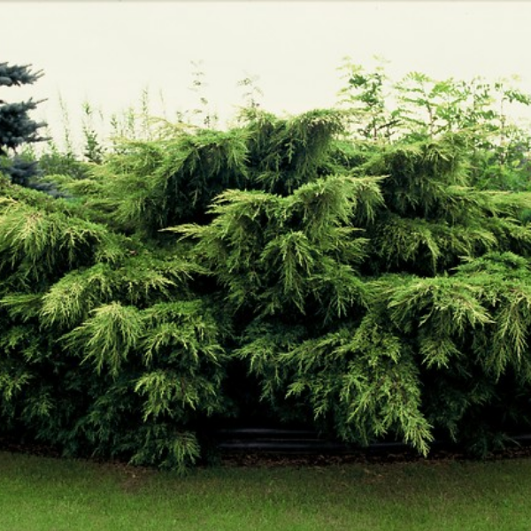 Можжевельник Пфитцера "Пфитцериана Ауреа" (можжевельник китайский "Пфитцериана Ауреа" ) Juniperus x