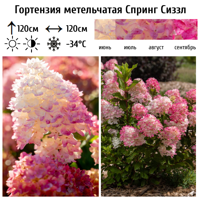 Основное изображение товара