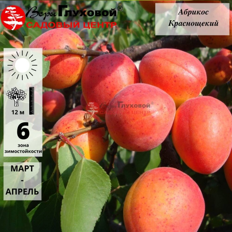 Абрикос Краснощекий