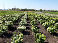 Наши поля сегодня