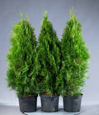 Туя Смарагд со скидкой
