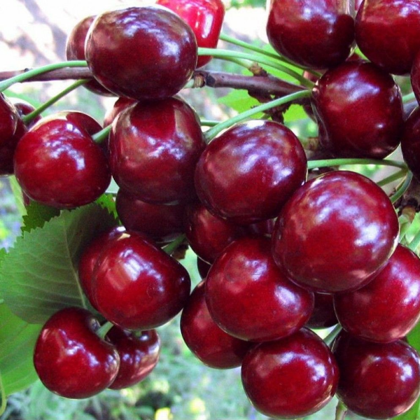 Вишня  Жуковская