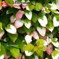 Актинидия сорта Доктор Шимановский