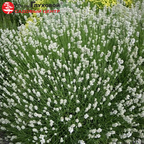 Основное изображение товара