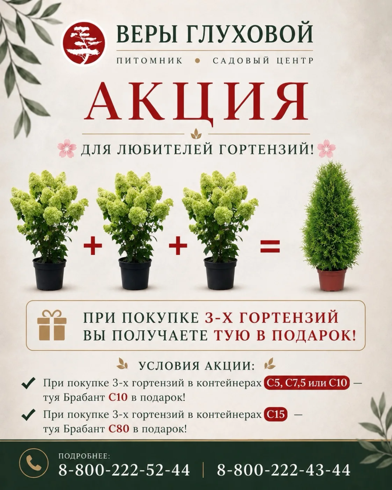 АКЦИЯ ДЛЯ ЛЮБИТЕЛЕЙ ГОРТЕНЗИЙ! 