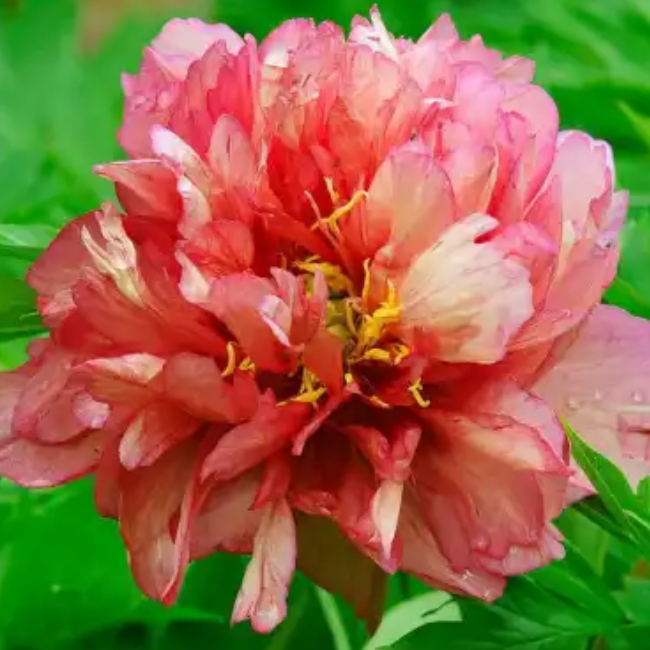 Основное изображение товара