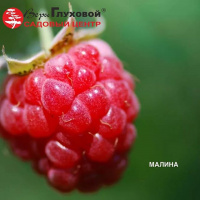 Большой выбор малины