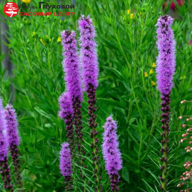 Основное изображение товара