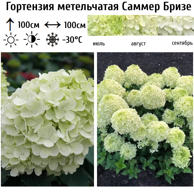 Основное изображение товара