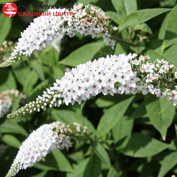 Буддлея Давида "Вайт Профьюжн" Buddleja davidii "White Profusion"