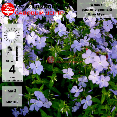 Основное изображение товара