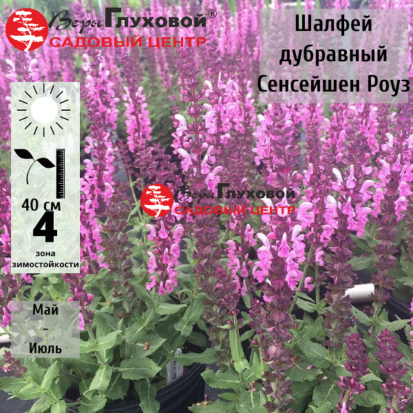 Шалфей дубравный Сенсейшен Роуз