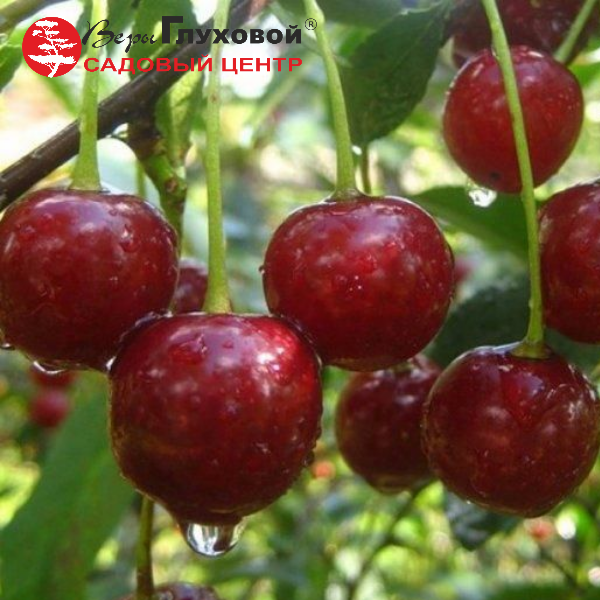 Рисунок 29.jpg