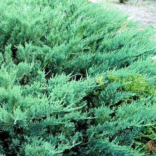 Основное изображение товара