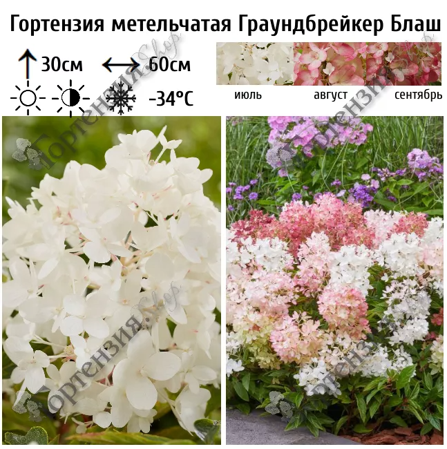 Внимание, новинка!