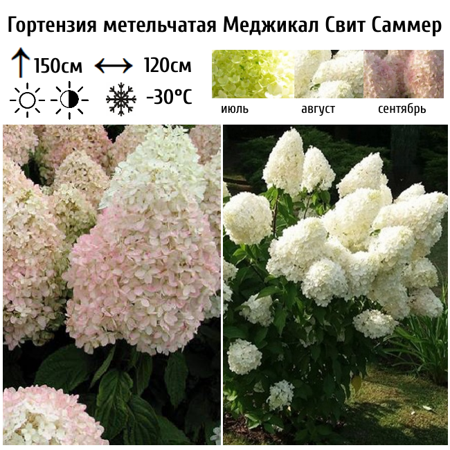 Гортензия метельчатая Меджикал Свит Саммер