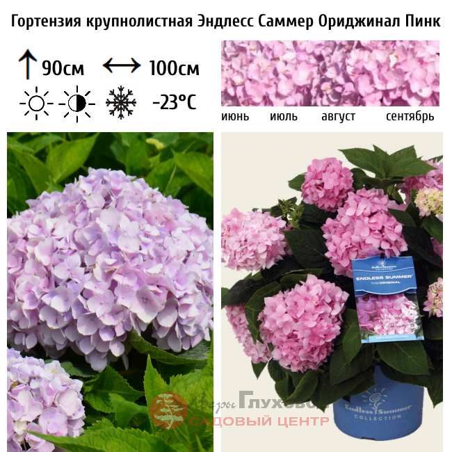 Гортензия крупнолистная Эндлесс Саммер Ориджинал Пинк