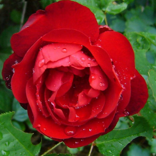 Основное изображение товара