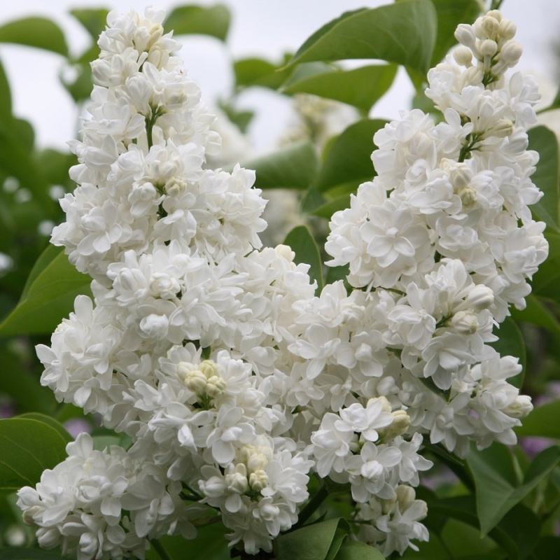 Сирень обыкновенная Моник Лемуан