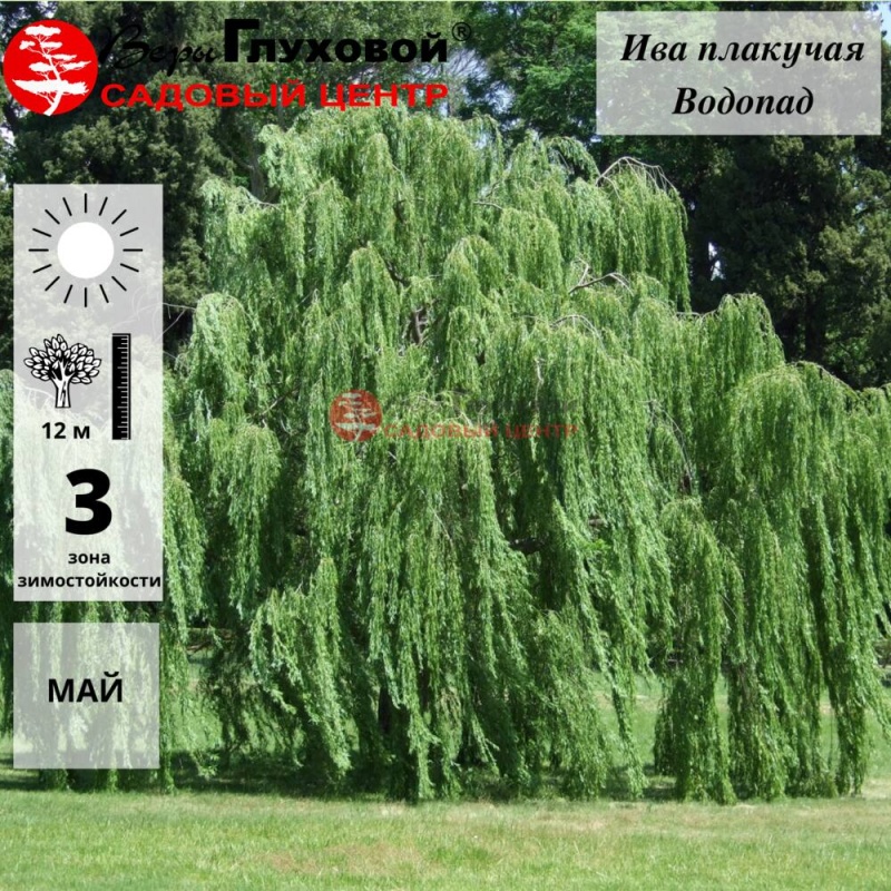 Ива плакучая Водопад