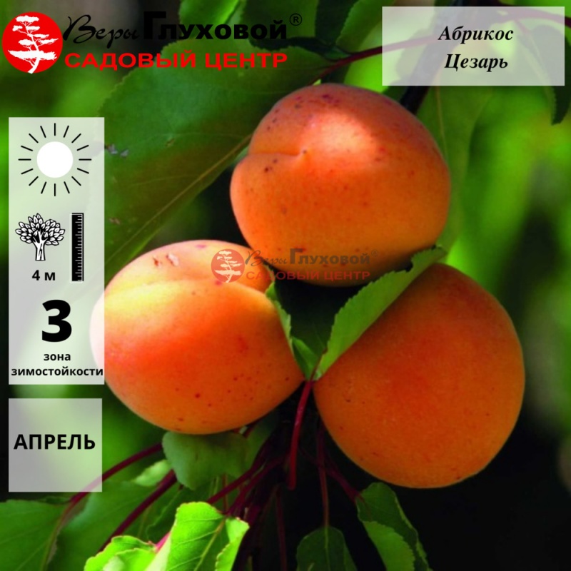 Абрикос Цезарь